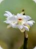 Dendrobium microglaphys